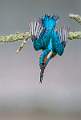 Kingfisher Diving from Perch